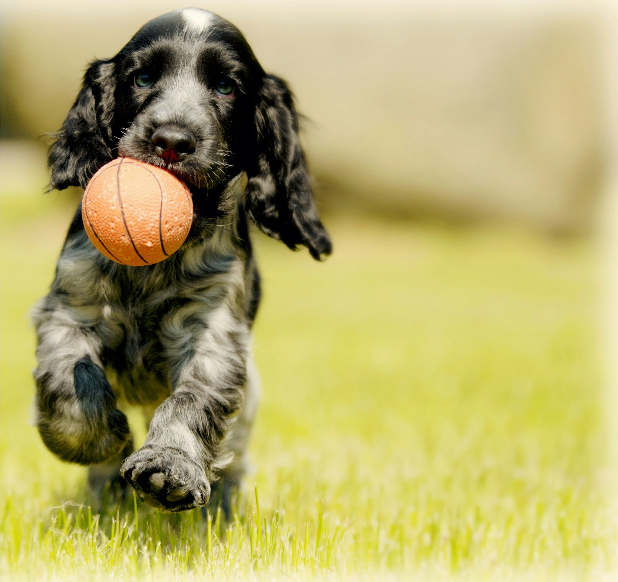 Experience joy in motion as our furry friend revels in a freshly cleaned yard by TC DOG WASTE. Let us create a safe and pristine outdoor haven for you.