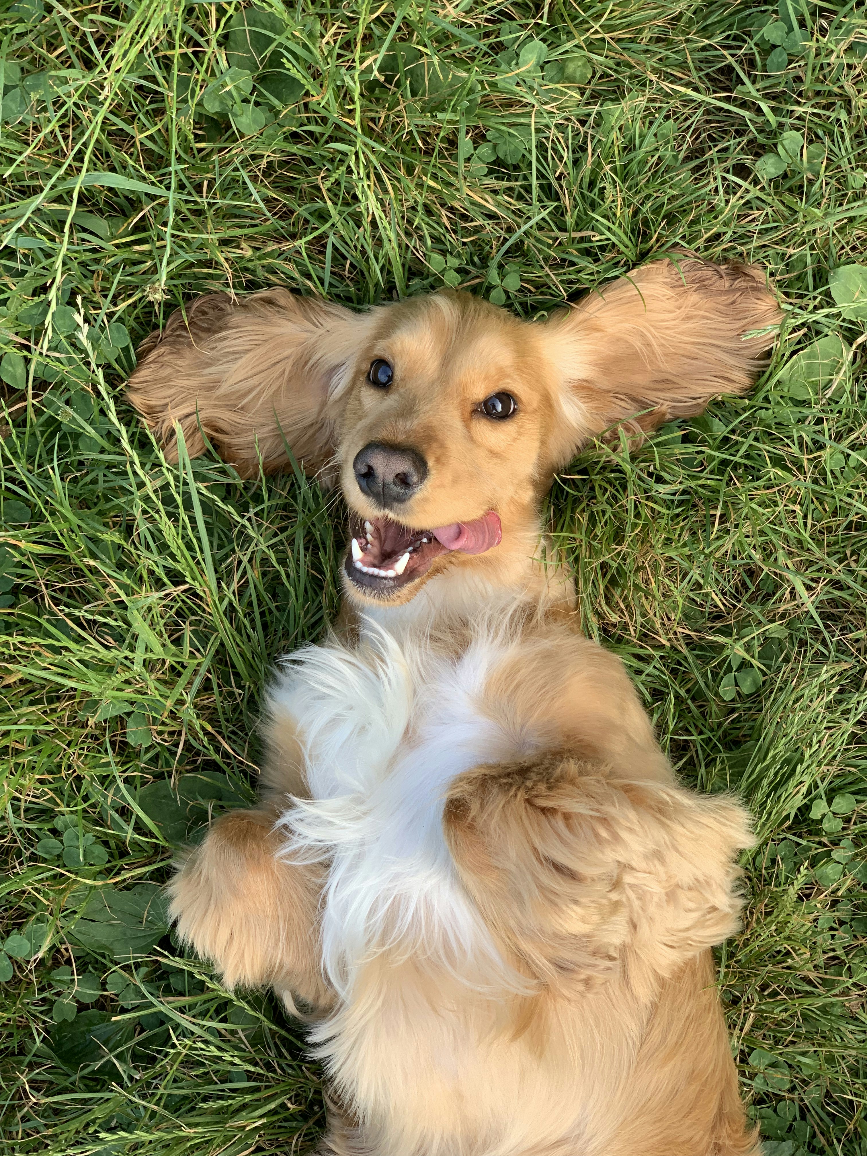 Watch as this happy pup enjoys a clean, odor-free yard thanks to TC DOG WASTE. Our services ensure a  hygienic environment for your furry friends to play freely