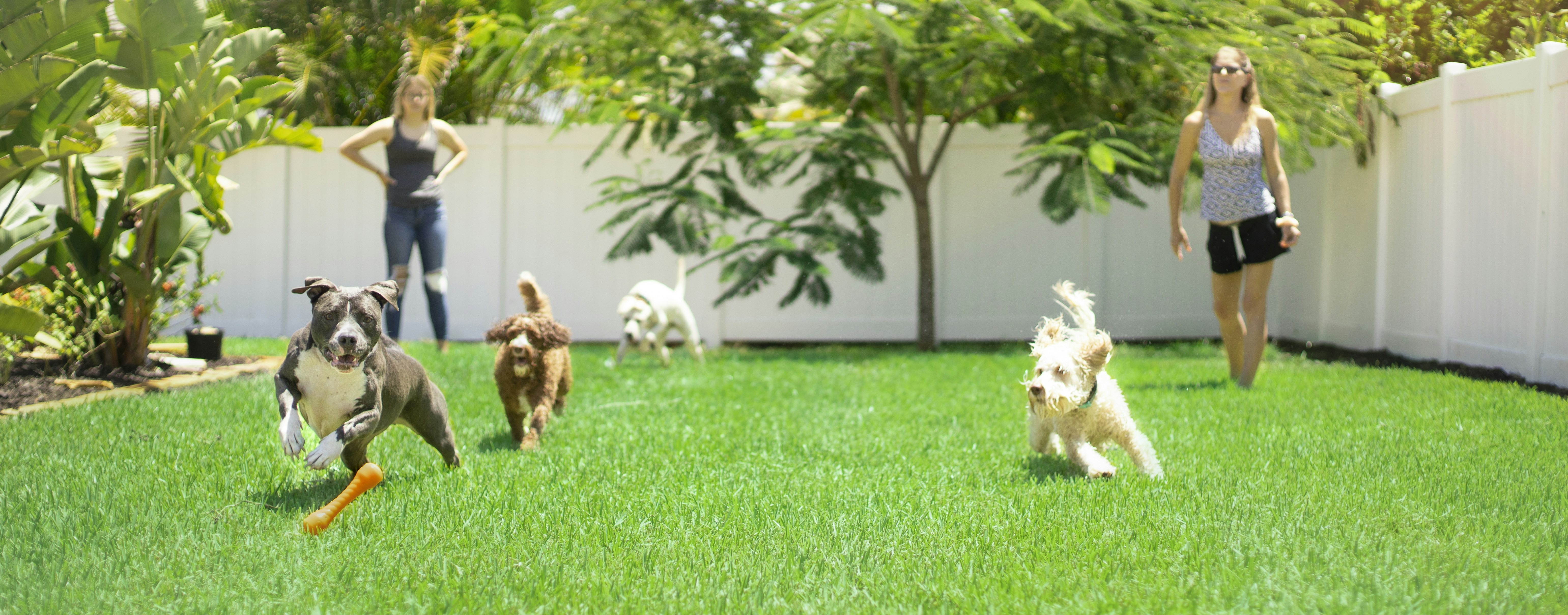 Experience the joy of a dog playing freely in a pristine yard, courtesy of TC DOG WASTE. Our expert services keep your outdoor space clean.