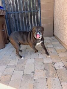 Read more about the article 5 Reasons to Choose Professional Dog Poop Scooping Services in Gilbert and Queen Creek